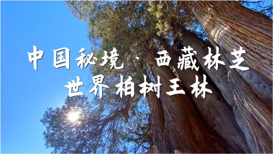 最美合资B级车!新款标致508L,底盘是优势