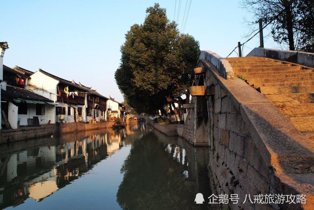 可爱小猫向上跳